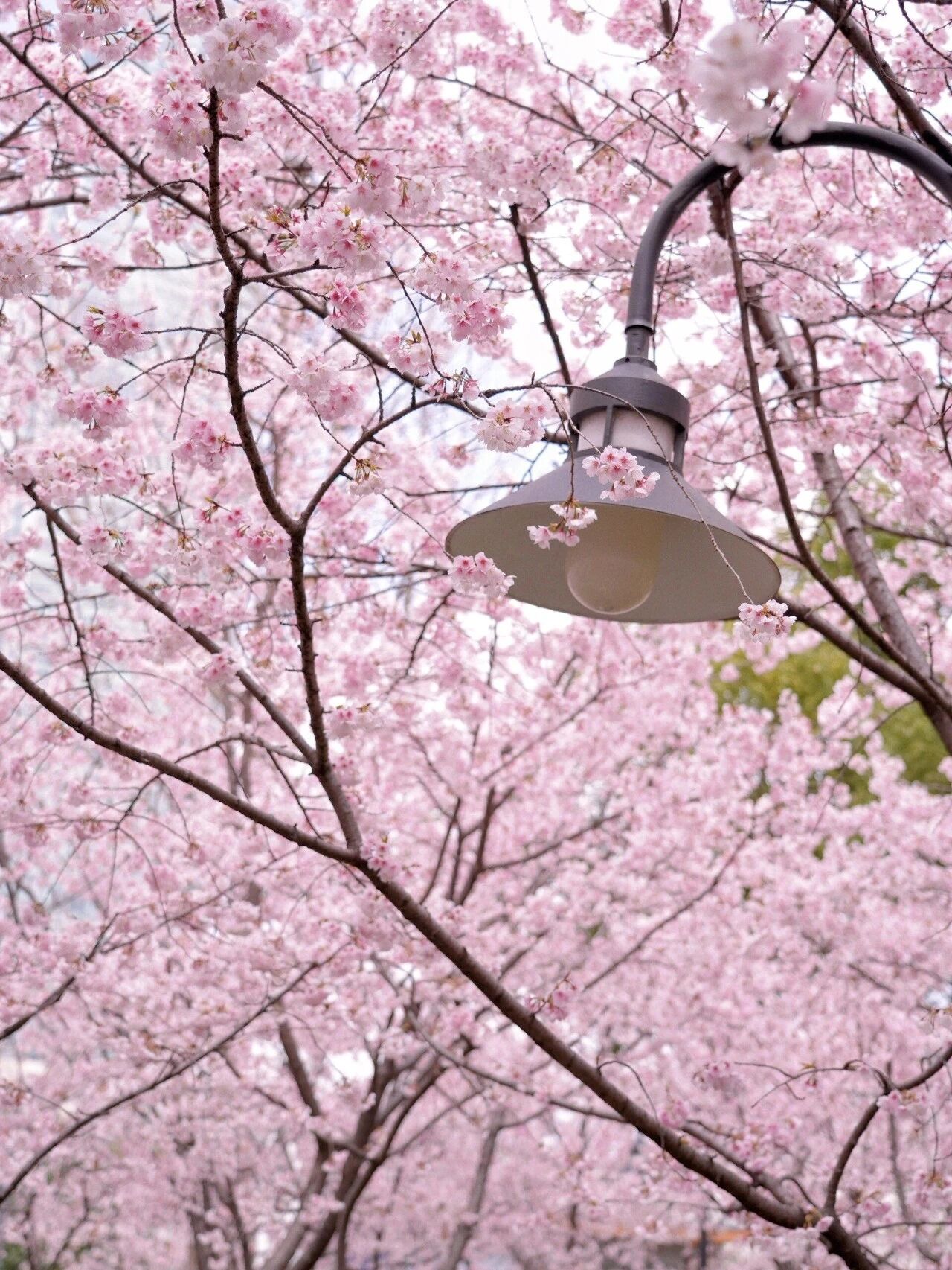 Весенняя прогулка трёх отделов внешней торговли компании «Шаньдун Кайтай»