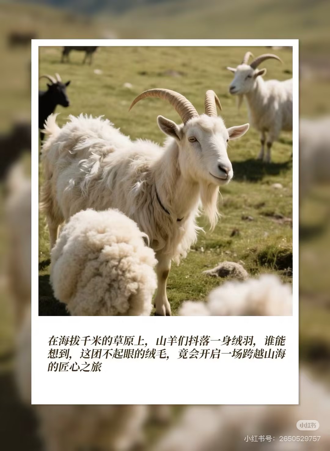 Интеграция, не относящиеся к находу, экспансия на открытом воздухе, выход бренда за границу – многомерное развитие китайской промышленности кашемира в 2026 году