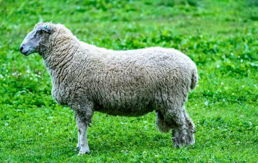 Овладей ключевым направлением будущего кашемира