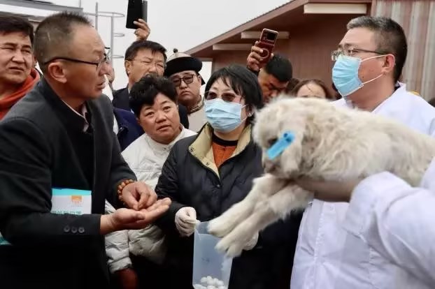 Внутренняя Монголия продвигает «технологию продвижения флиса», чтобы помочь фермерам увеличить свой доход, и кашемир Цинхэ дебютирует на Миланской неделе моды в четвертый раз.