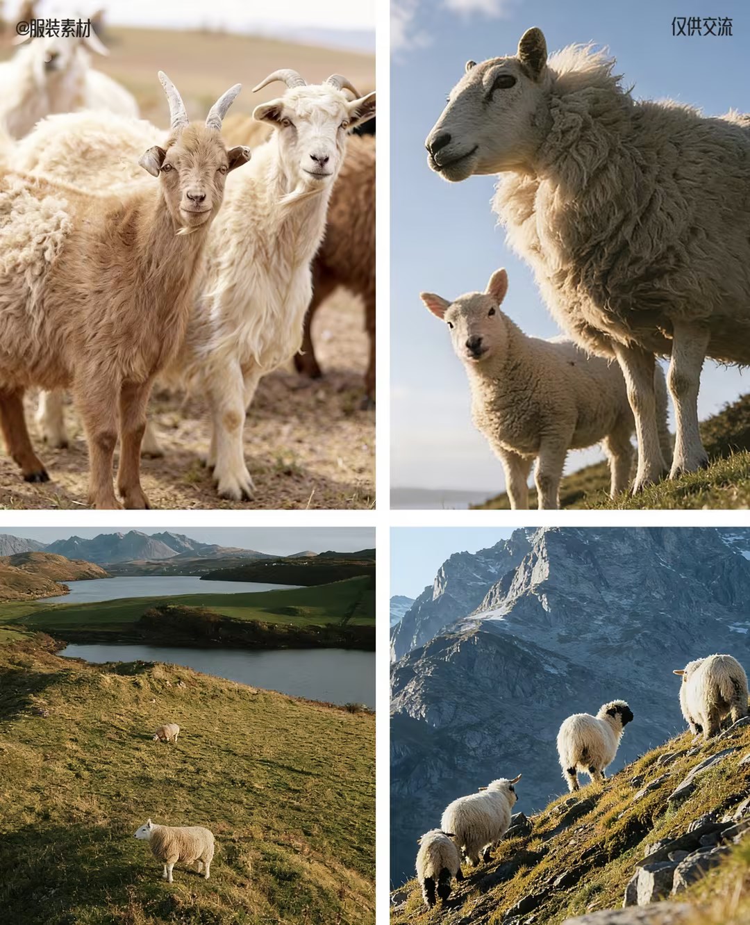 Зеленая и интеллектуальная трансформация, глобальная индустрия кашемира 2026 года стремится к “качественным изменениям”