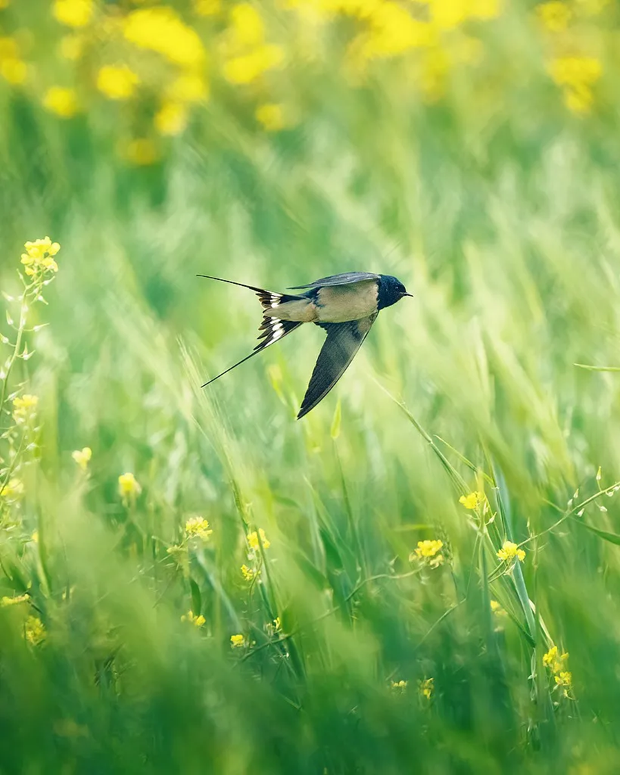 Весеннее равноденствие совпадает с праздником «Дракон поднимает голову» (4)