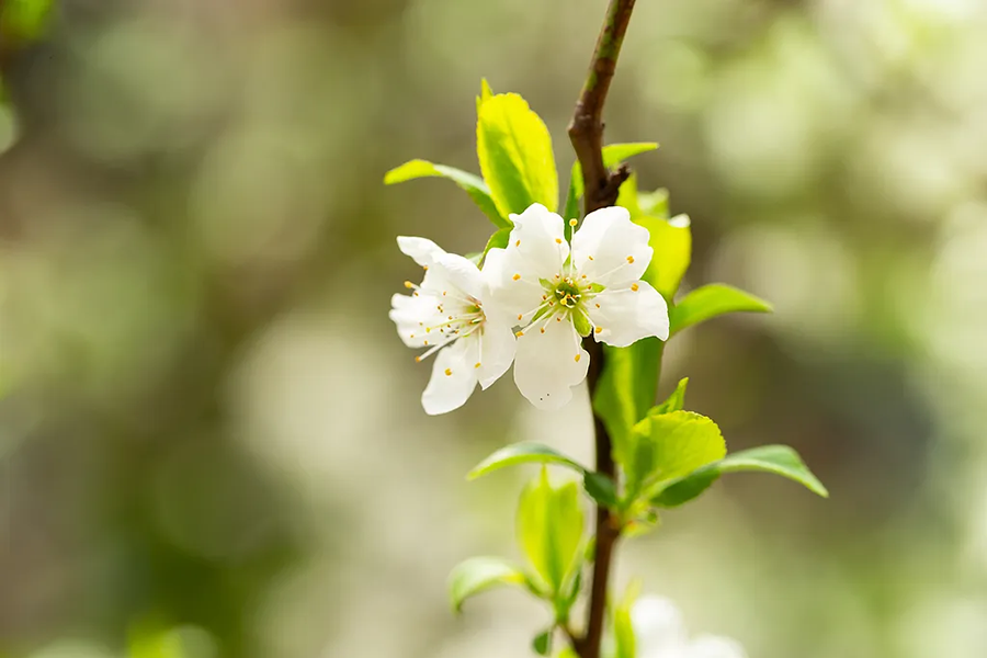Весеннее равноденствие совпадает с праздником «Дракон поднимает голову» (5)