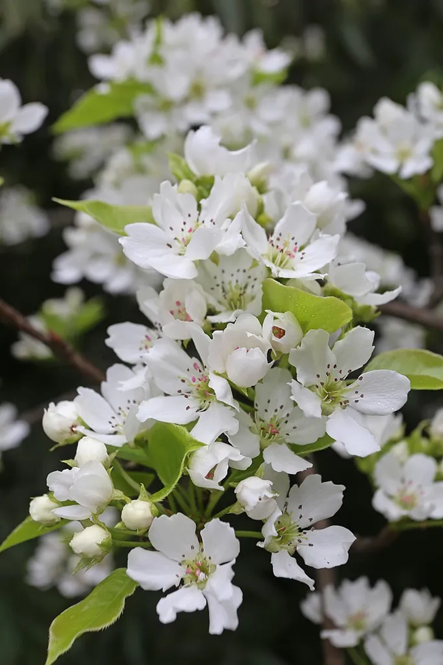Весеннее равноденствие совпадает с праздником «Дракон поднимает голову» (6)