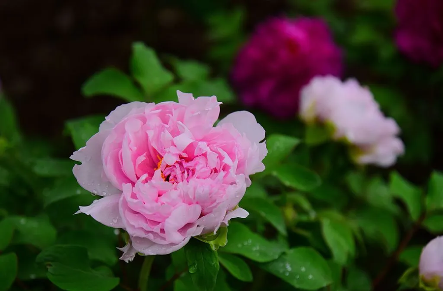 Весеннее равноденствие совпадает с праздником «Дракон поднимает голову» (7)