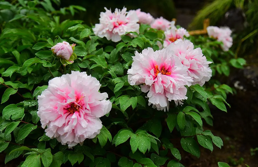 Весеннее равноденствие совпадает с праздником «Дракон поднимает голову» (8)