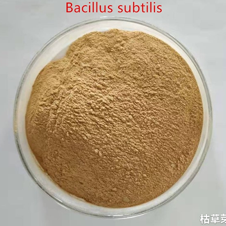 Bacillus subtilis: залог устойчивого развития российского животноводства