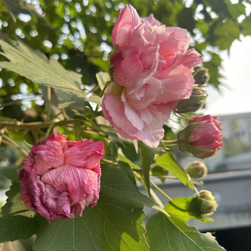 Используя лотос в качестве связующего звена и инновации в качестве ручки, компании Чэнду глубоко погружаются в культуру города, чтобы нарисовать новую картину развития бизнеса.