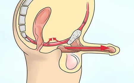 Часто эрекция полового члена нормально?
