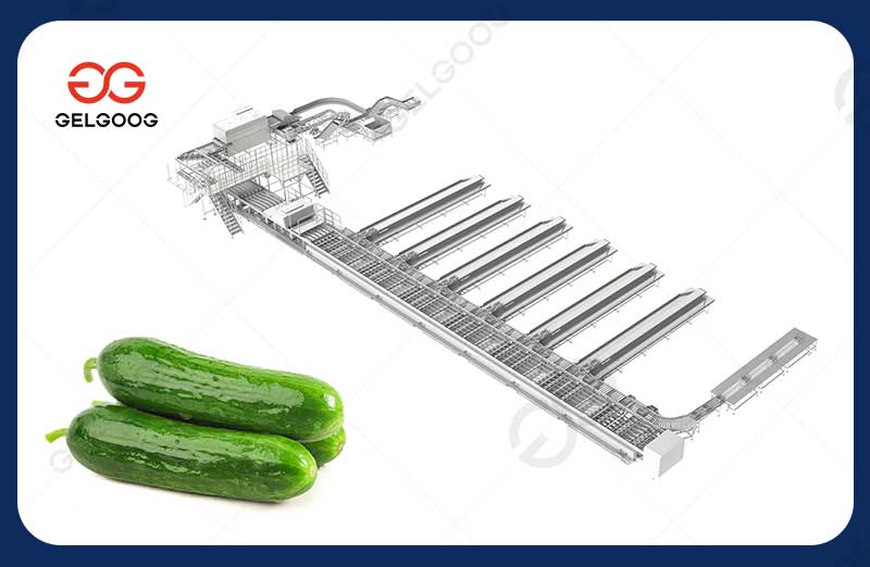 Линия-мойки-и-сортировки-корнишонов1