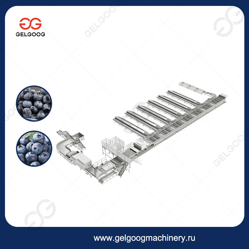 Оборудование Для Сортировки Черники Фабрика