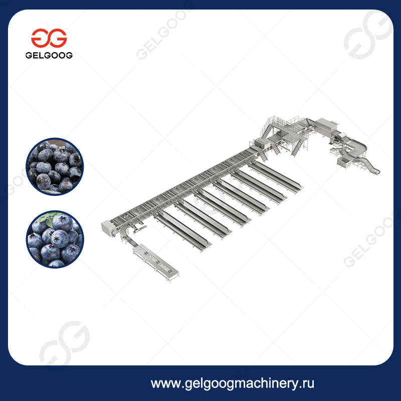 Оборудование Для Сортировки Черники Фабрика
