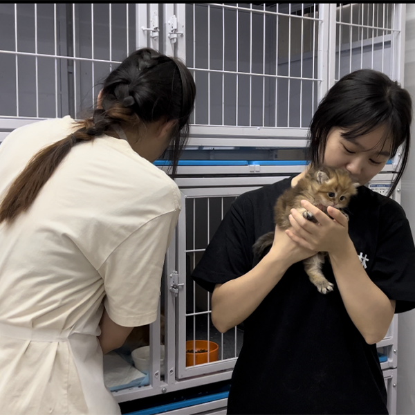 Компания Guangzhou Linxida Pet Company: забота о начинающих питомцах с душой и сердцем каждый день