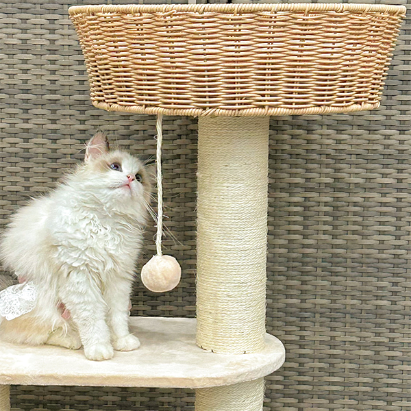 KD кошка лазалки 4