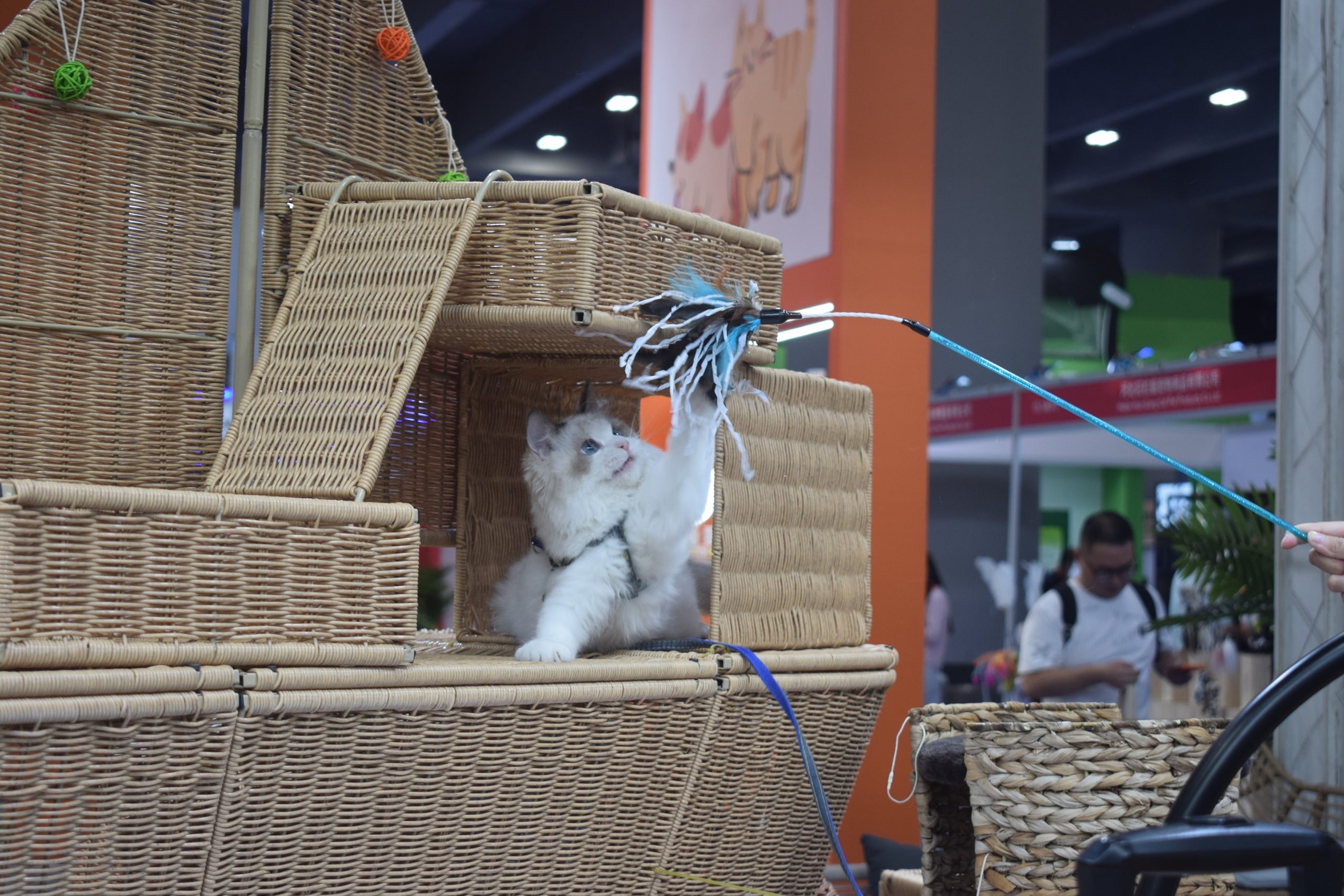 Фокус на российском рынке мебели для домашних животных