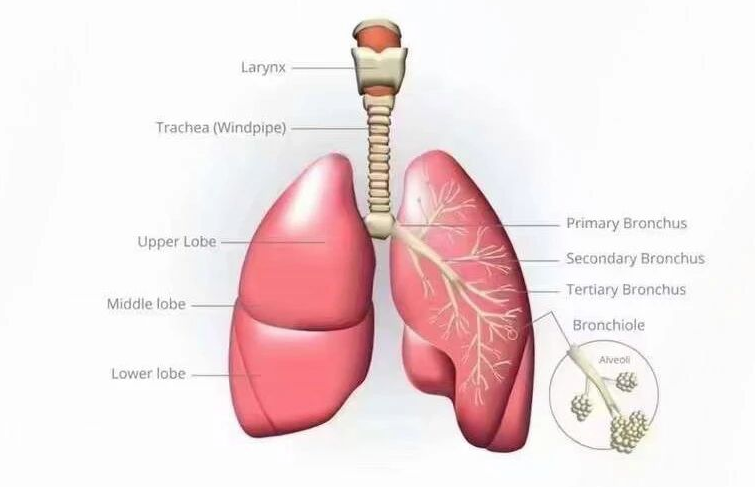 ① Вред ожирения для печени: жировая дистрофия печени → гепатит → рак печени
