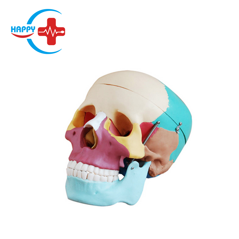 HC-S206 медицинская анатомическая модель Анатомическая модель черепа естественного цвета с большой костью черепа
