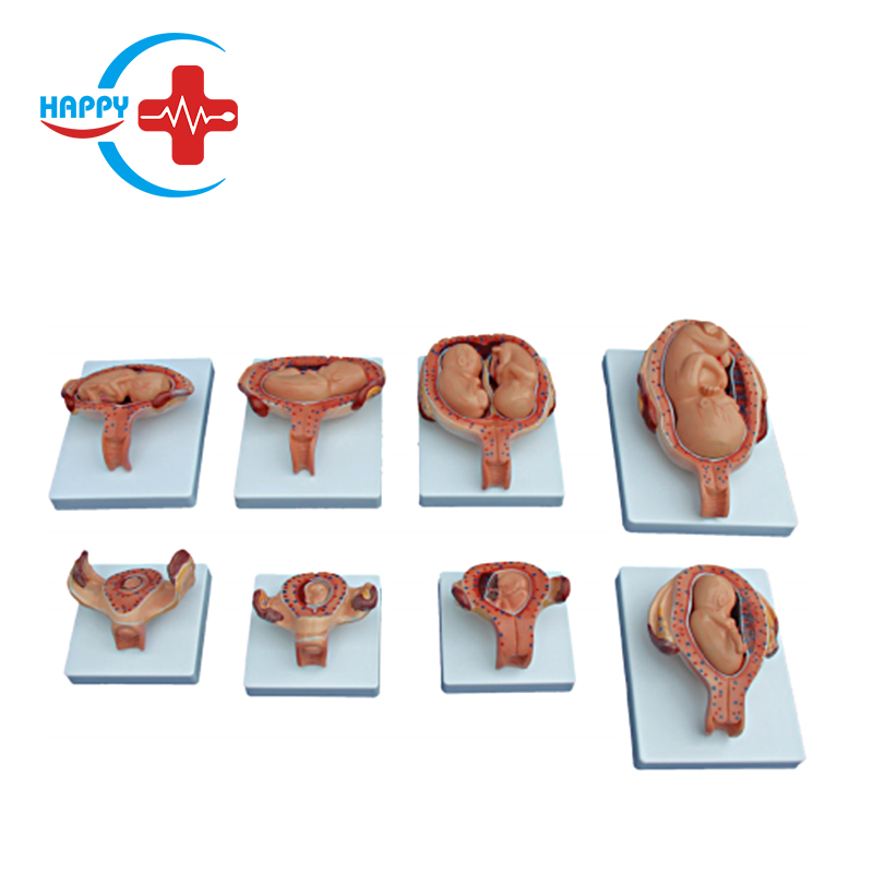 HC-S344 Медицинское обучение, яркая продвинутая модель процесса развития человеческого эмбриона на продажу