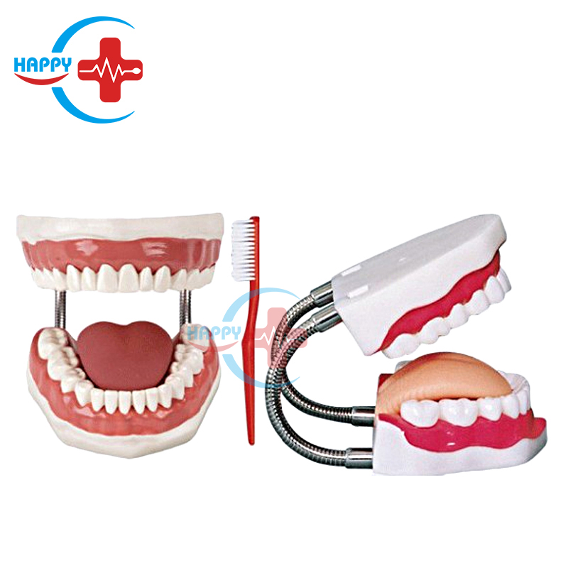 HC-S439 Учебная модель стоматолога и 5-кратное увеличение зубов Модель для ухода за зубам