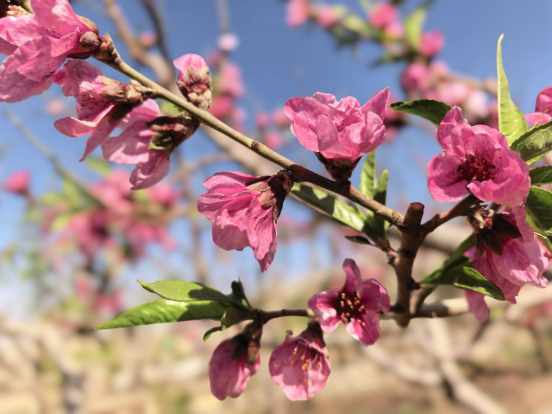 26a13f8b5cf61a238f34c1ae15cb7c6f