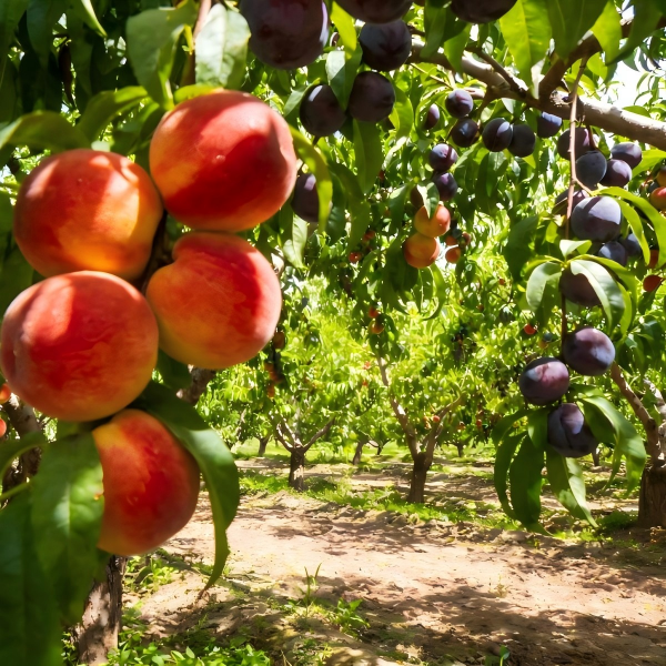 Тридцать лет мы высаживали этот пышный сад, сад цветов, отражающий наши первоначальные устремления. Весенняя обрезка в самом разгаре в саду на территории завода Luming Technology, питающая фундамент компании «культурой земледелия и чтения».