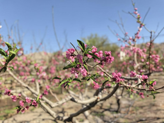 5a4ddf87aaa64333d23c632598029f83