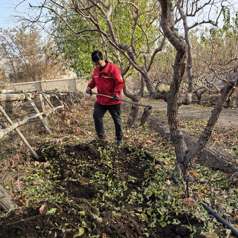 Осенний сбор урожая и заготовка урожая на зиму в самом разгаре; все сосредоточены на подготовке к посевной – компания Xinjiang Luming Technology планомерно проводит работы по сбору урожая на осенней основе.