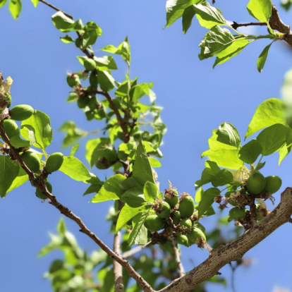 В Синьцзяне поют олени, а весной на плодоносящих ветвях появляются новые плоды; экологические циклы дают превосходные результаты.