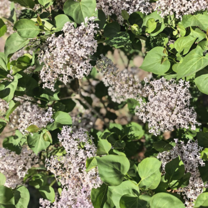 Весна в парке Луминъюань: яркая жизнь отражает первоначальные устремления – Весенняя хроника парка