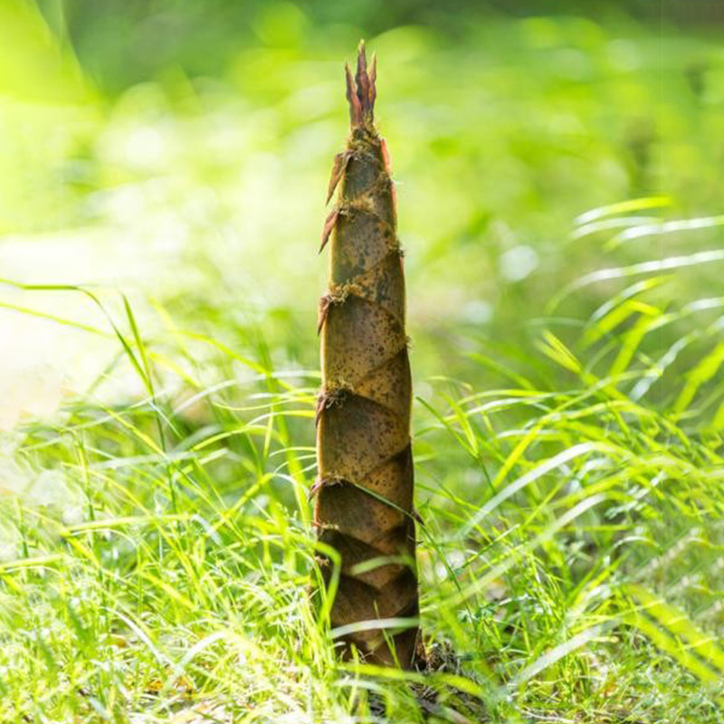 Встреча восточных побегов бамбука с русской кухней — восхитительный новый способ насладиться побегами бамбука в чистой воде.