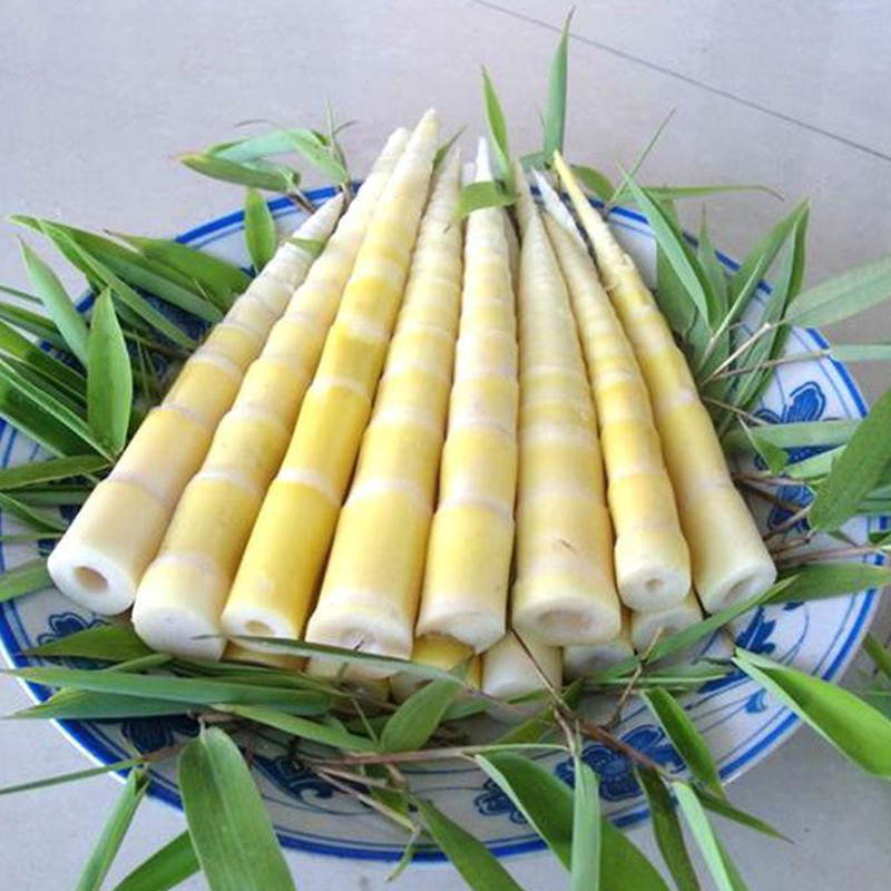 Новый здоровый выбор в питании: почему российские диетологи отдают предпочтение побегам бамбука?