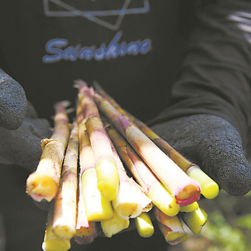 Прослеживаемость сырья: природный дар бамбукового леса на высоте 1000–1500 метров в провинции Сычуань