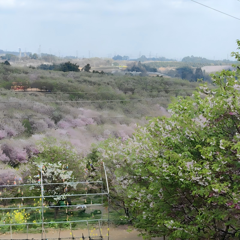 Международного женского дня «8 Марта»