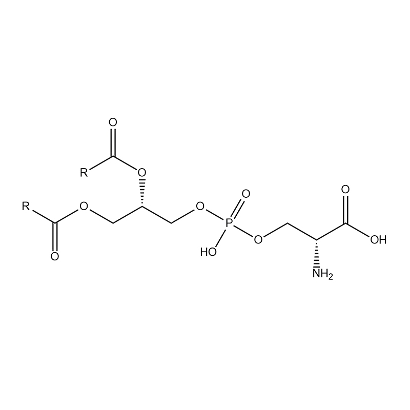 Phosphatidylserine