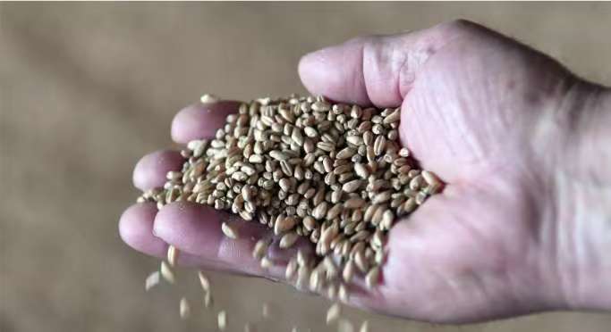 Экспортно – экспортный центр по экспорту сельхозпродукции: в августе Китай установил новый годовой рекорд по импорту и экспорту пшеницы из России