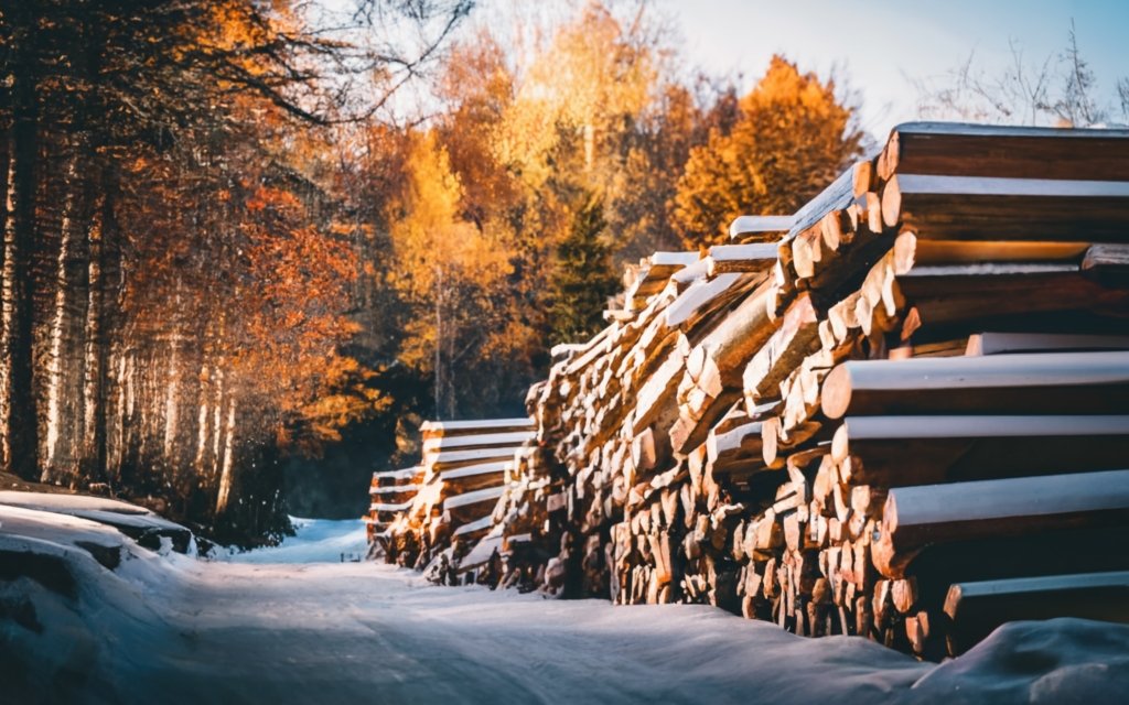 frozen wood