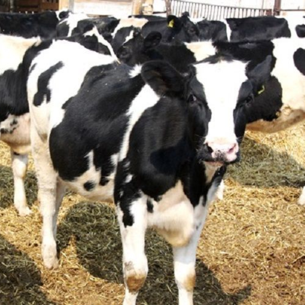 АПК Приморья произвел 33 тысячи тонн молока в 2025 году