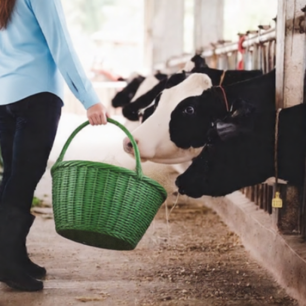 В Башкирии к 2030 году откроются 50 современных молочных ферм