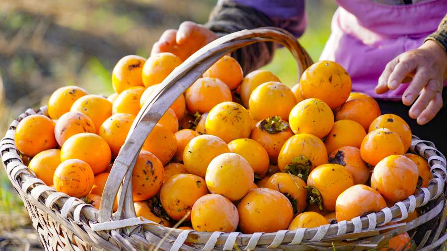 Осенний сезон хурмы в 2025 году: когда ждать урожай и как хранить фрукты дольше