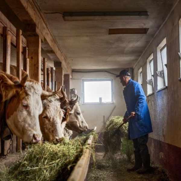 В Свердловской области до 2030 года построят семь новых молочных ферм