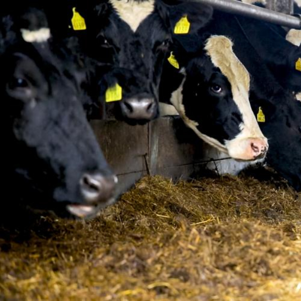 Рекордное количество молока будет произведено в Беларуси в 2025 году