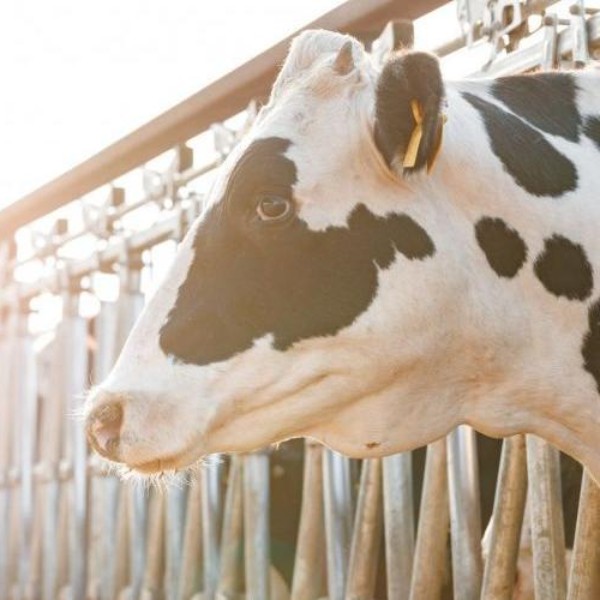 Производство молока в РФ в 2025 году увеличится на 0,2%