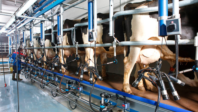 Молочная продуктивность коров выросла на 3,8%