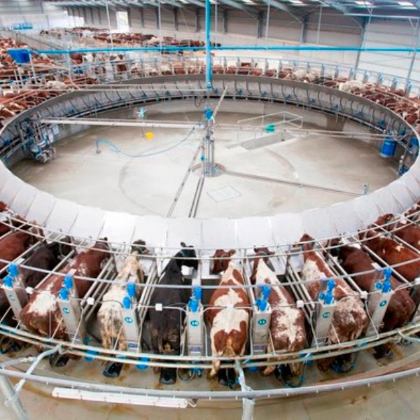 Производство товарного молока выросло на 2,2%