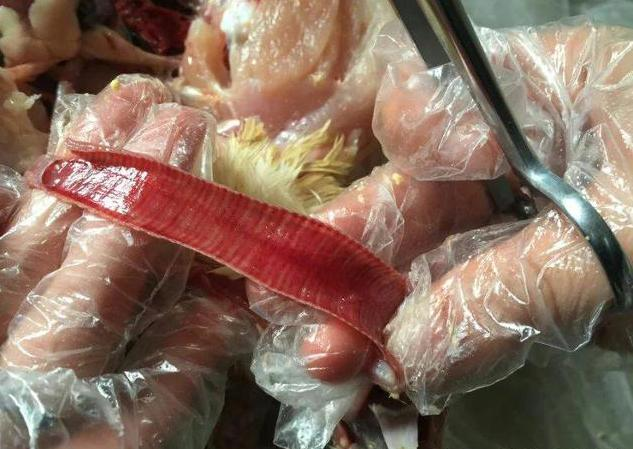 Определение респираторных заболеваний у птицы — небольшие практические советы