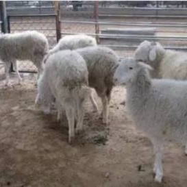 Анализ плевропневмонии у коз