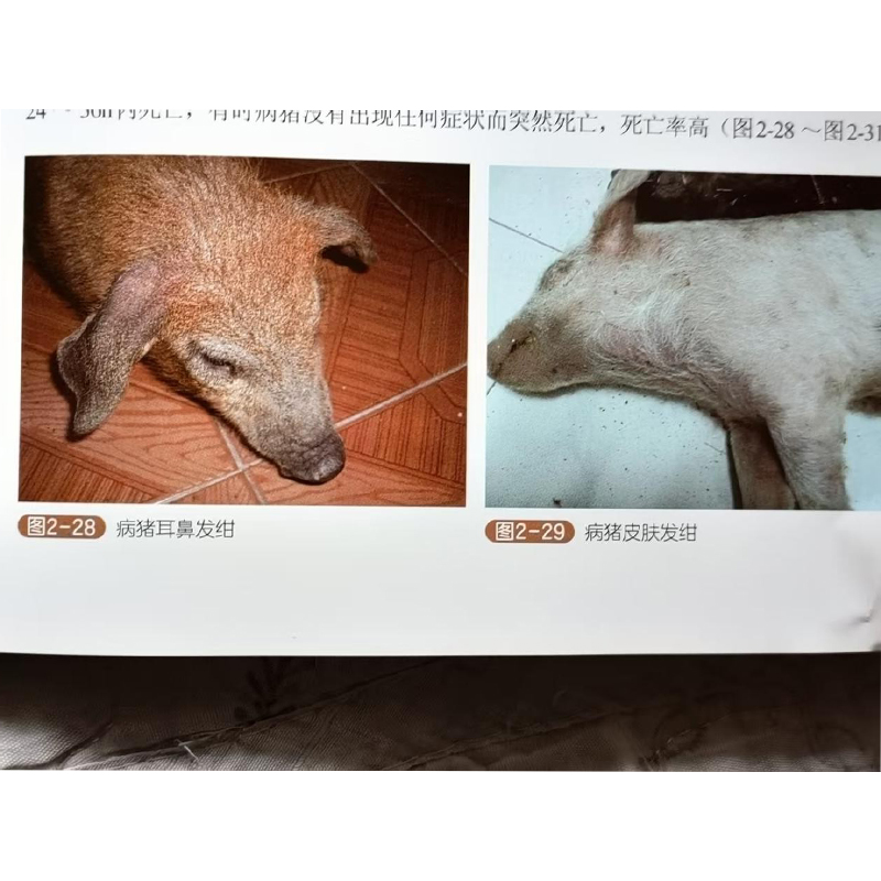 Контагиозная плевропневмония свиней