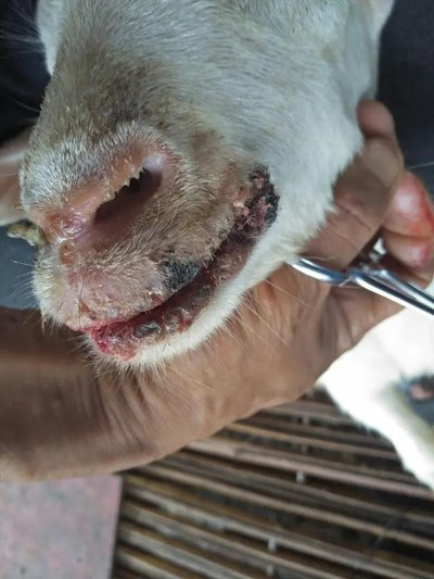 Понимание ящура