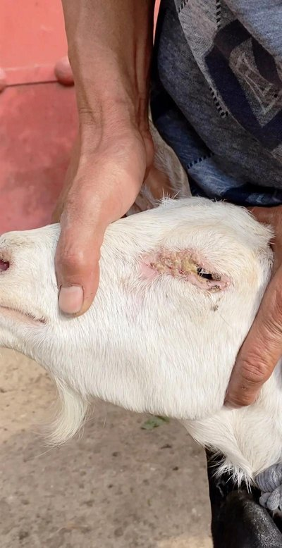 Как бороться с чумой мелких жвачных животных (ЧМЖ) у овец в сухое и холодное время года