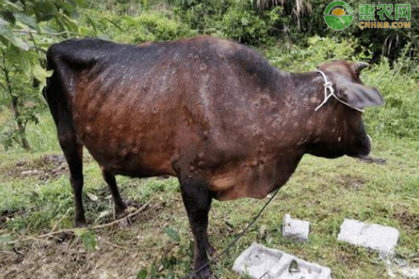 Профилактика и лечение саркоидоза крупного рогатого скота